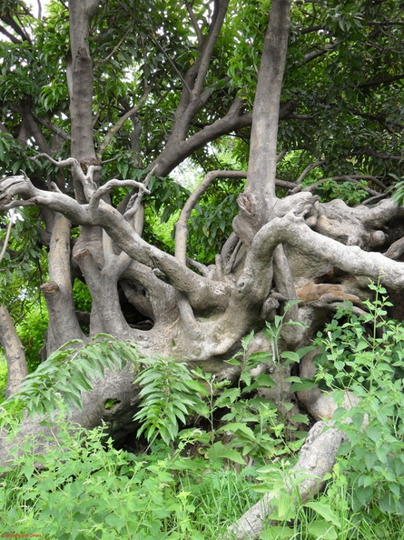SDC10206.jpg