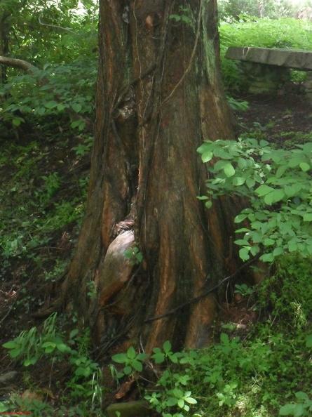 SDC11990.jpg