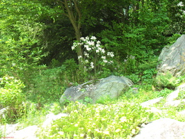 SDC11994