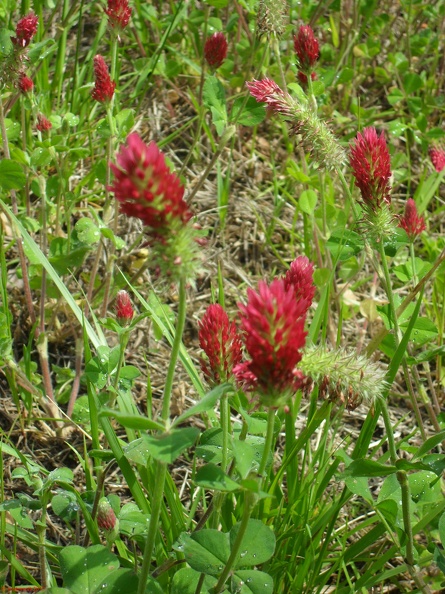 SDC12247.JPG