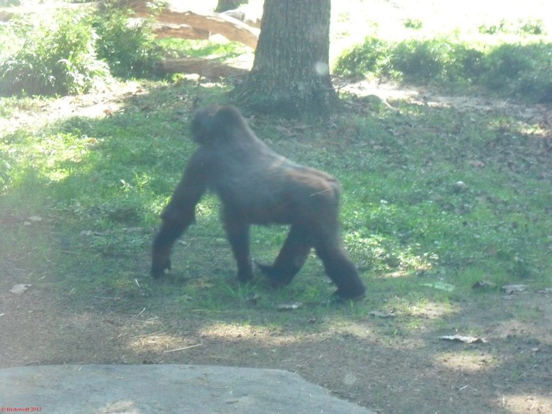 SDC12678.JPG