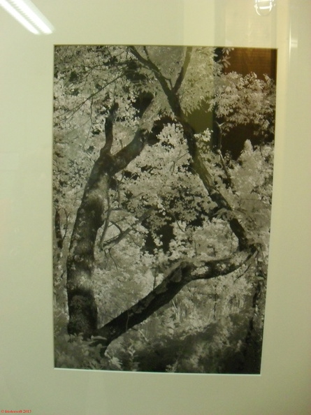 SDC13036.JPG