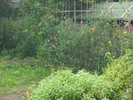 SDC15089