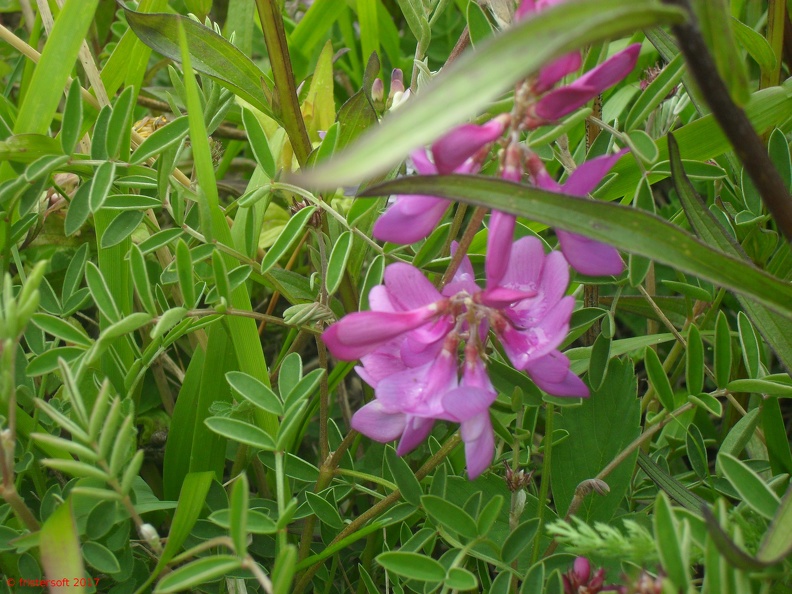 SDC15916.JPG