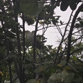 SDC16258