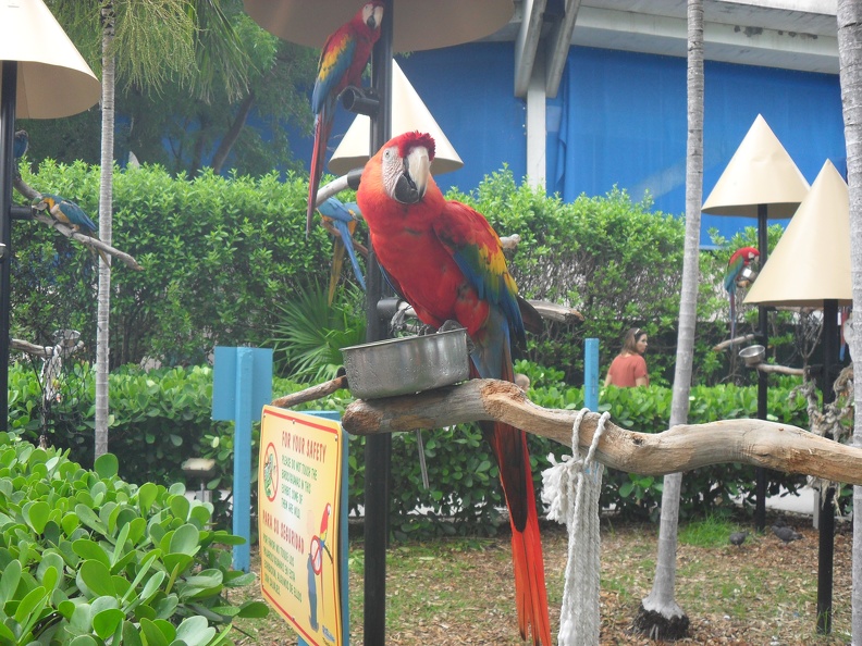 SDC16266.JPG