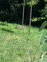 IMG 1736