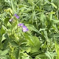 IMG 3456