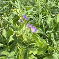 IMG 3457