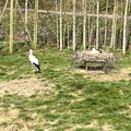IMG 8585