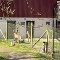 IMG 8586