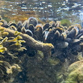 IMG 8610
