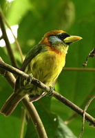 Birds of Mindo
