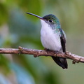 PLUF2555