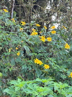 IMG 9252