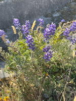 IMG 9916