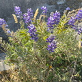 IMG 9916