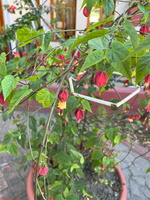 IMG 9943