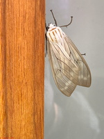 IMG 9969