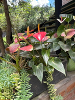 IMG 0081