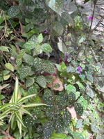 IMG 0082