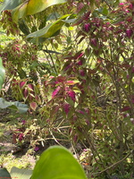 IMG 0083