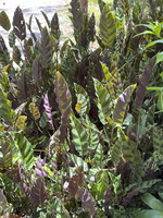 IMG 0084
