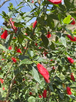 IMG 0094