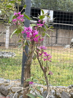 IMG 0178