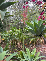 IMG 0253
