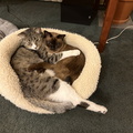 IMG 1729