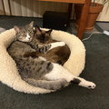 IMG 1731